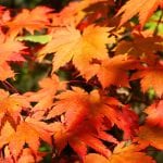 Hojas de Acer japonicum 'Vitifolium'