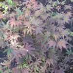 Hojas de Acer palmatum 'Bloodgood'