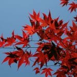 Acer palmatum 'Osakazuki' en otoño