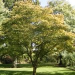 Ejemplar de Acer palmatum 'Osakazuki'
