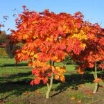 Acer japonicum 'Vitifolium' en otoño