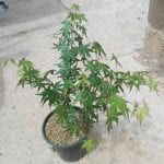 Acer palmatum en maceta
