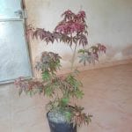 Acer palmatum 'Atropurpureum'