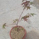 Acer palmatum 'Beni Maiko'