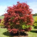Acer palmatum 'Beni Maiko' en jardín