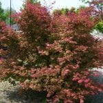 Ejemplar de Acer palmatum 'Deshojo'