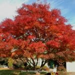Acer palmatum 'Seiryu'