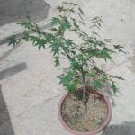 Acer palmatum de semilla
