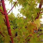 Acer palmatum 'Senkaki'
