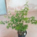 Acer palmatum 'Seyriu'