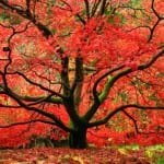 Acer palmatum