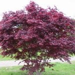 Acer palmatum 'Bloodgood'