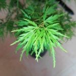 Hojas de Acer palmatum 'Seyriu'