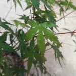Hojas de Acer palmatum