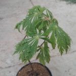Hojas de Acer japonicum 'Aconitifolium'