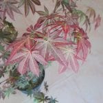 Hojas de Acer palmatum 'Atropurpureum'