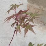 Hojas de Acer palmatum 'Beni Maiko'