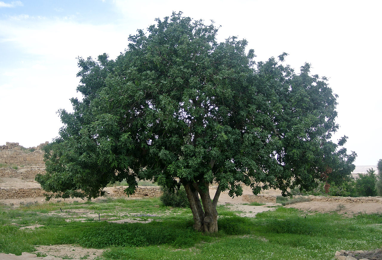 El algarrobo es un árbol mediterráneo