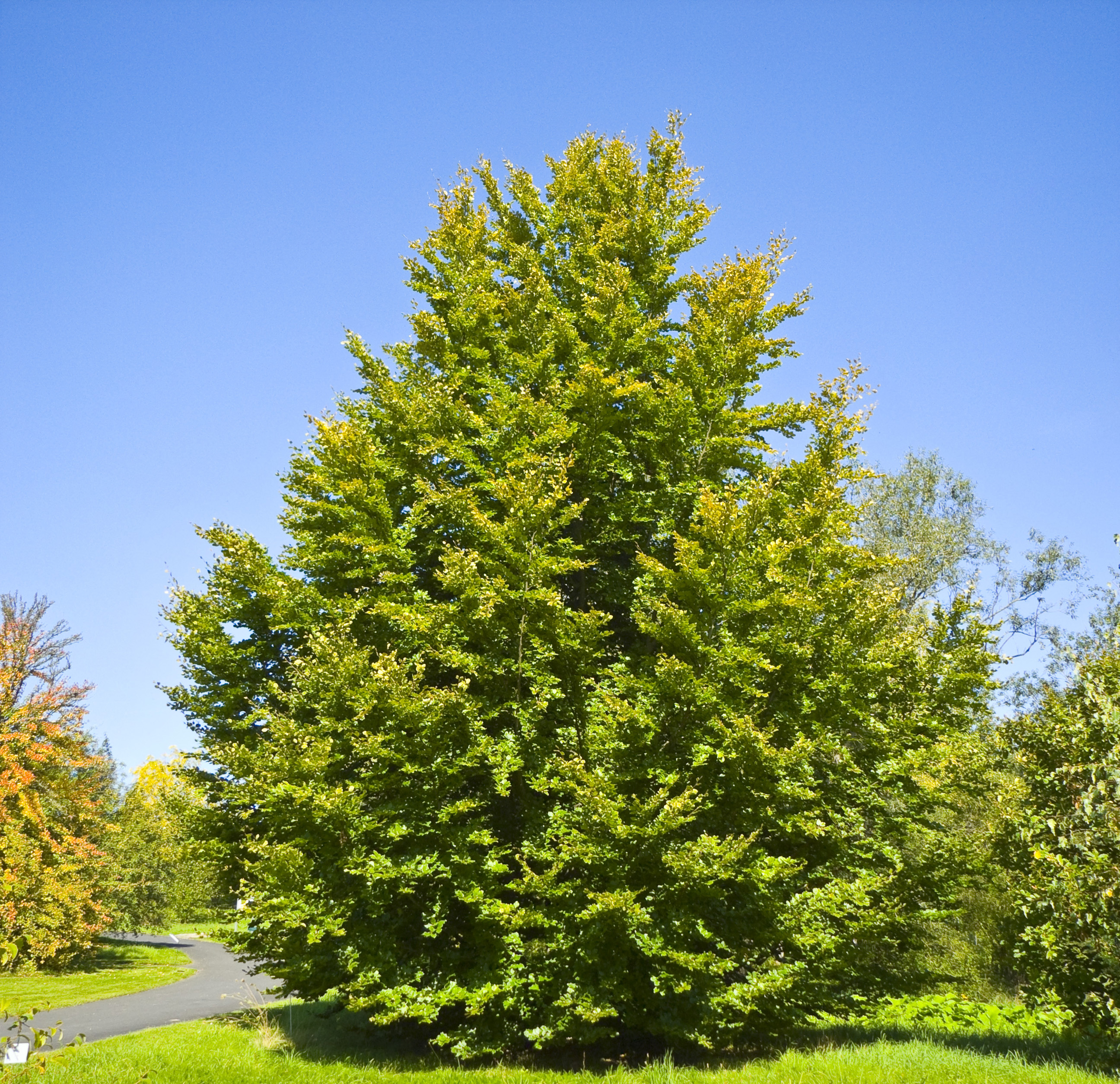 El haya es un árbol majestuoso