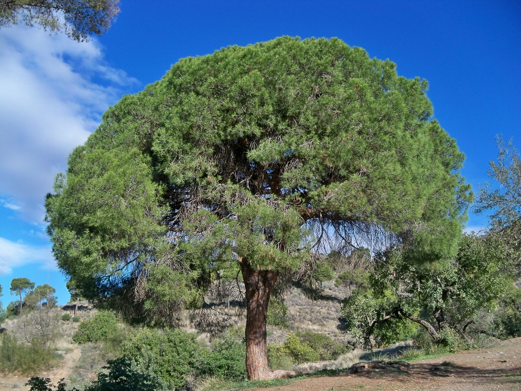 El pino carrasco crece en el mediterráneo