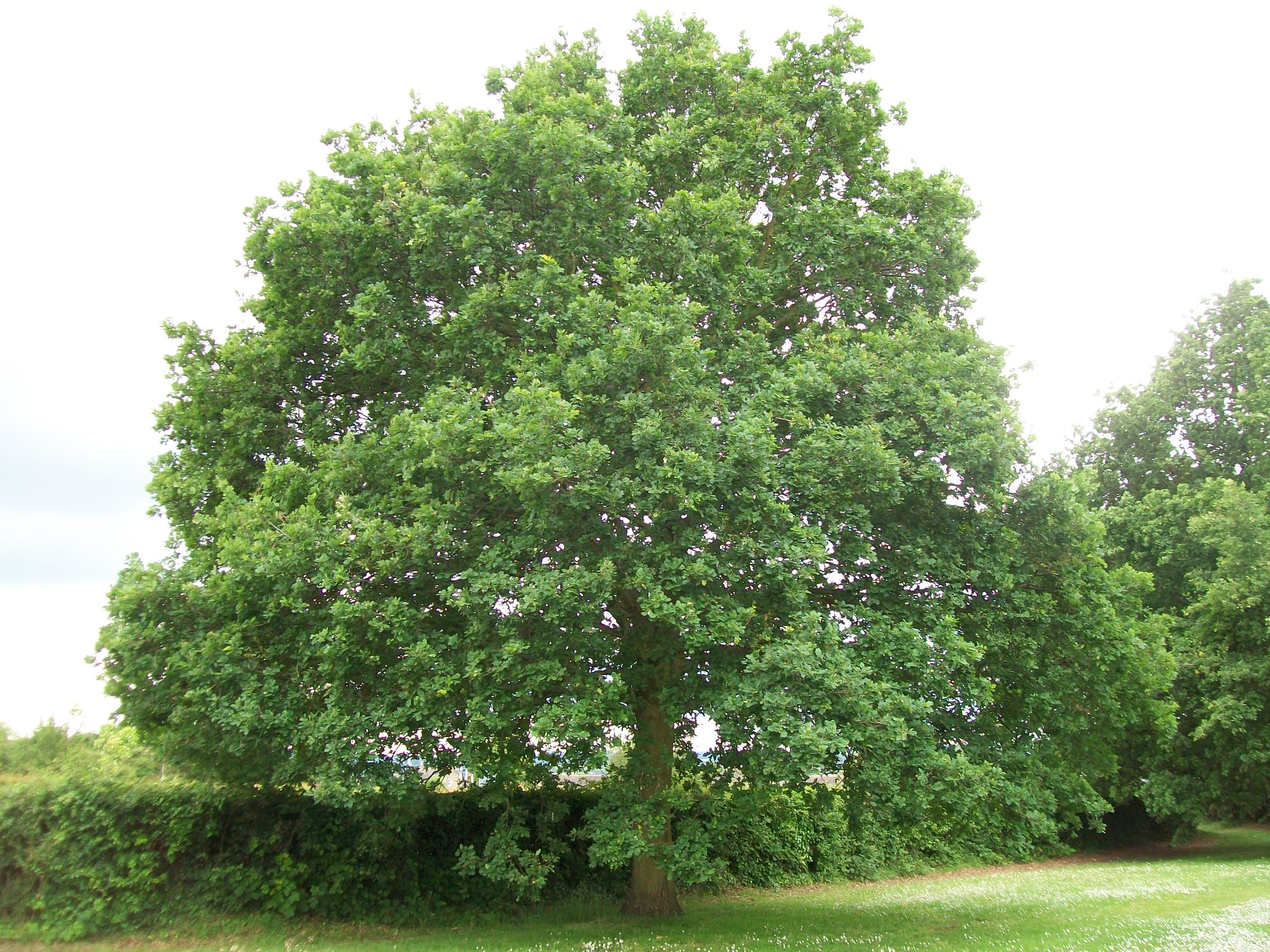 Vista del Quercus robur