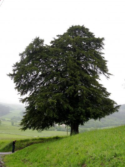 Vista del Taxus baccata o tejo
