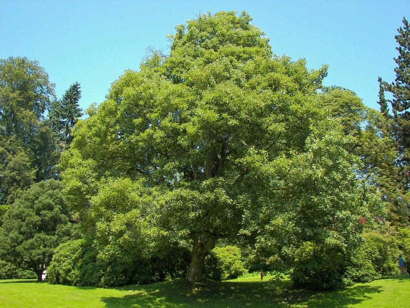 Ejemplar adulto del Acer pseudoplatanus