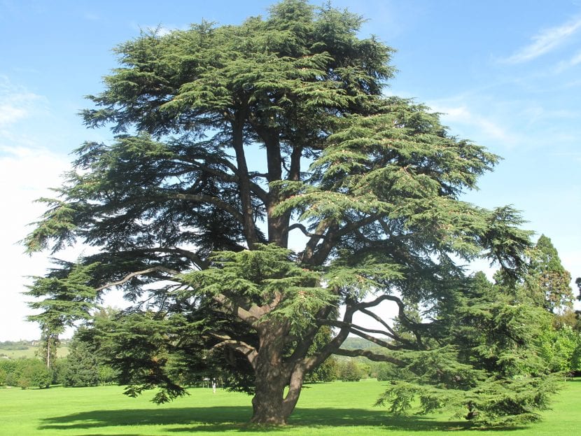 Cedrus atlantica 'Glauca' en jardín