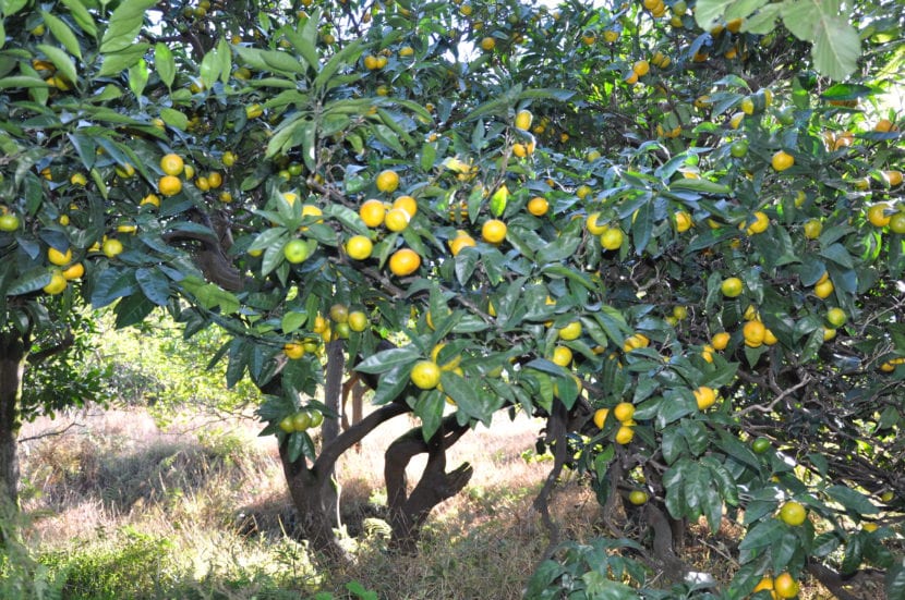 Árbol de Citrus reticulata o mandarino en un jardín