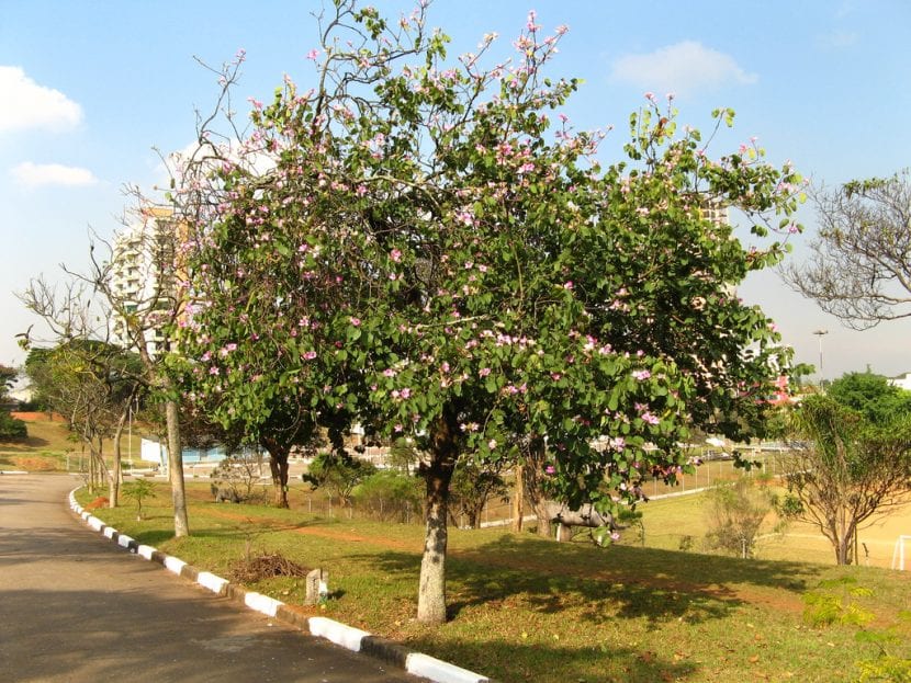 Árbol de Bauhinia