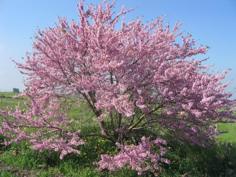 Árbol de Cercis siliquastrum