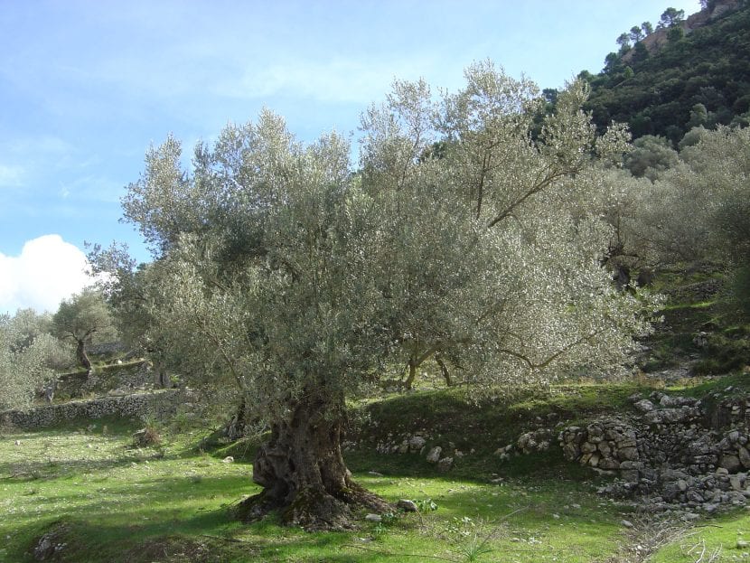 Olea europaea, conocido como olivo