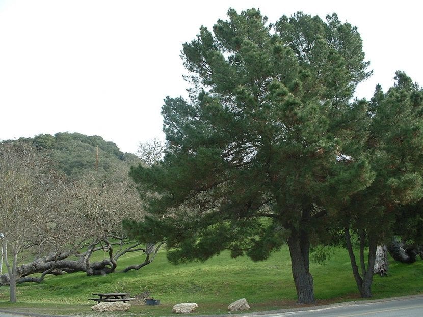 Pinus radiata