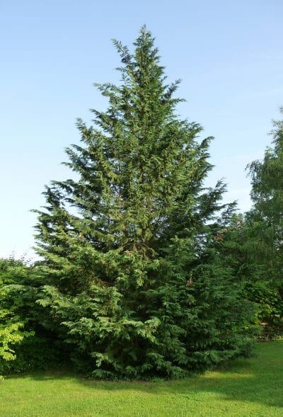 Cupressus leylandii