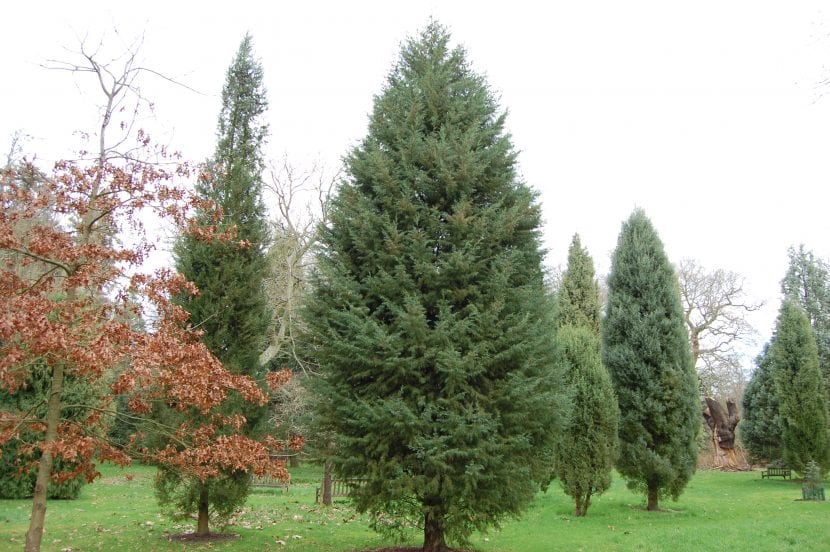 Cupressus arizonica var. glabra
