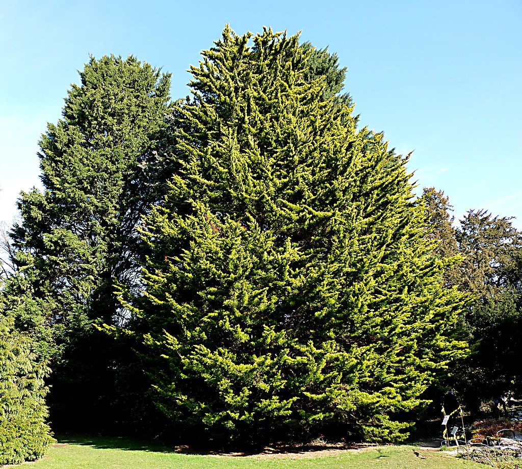 Vista del Cupressus macrocarpa