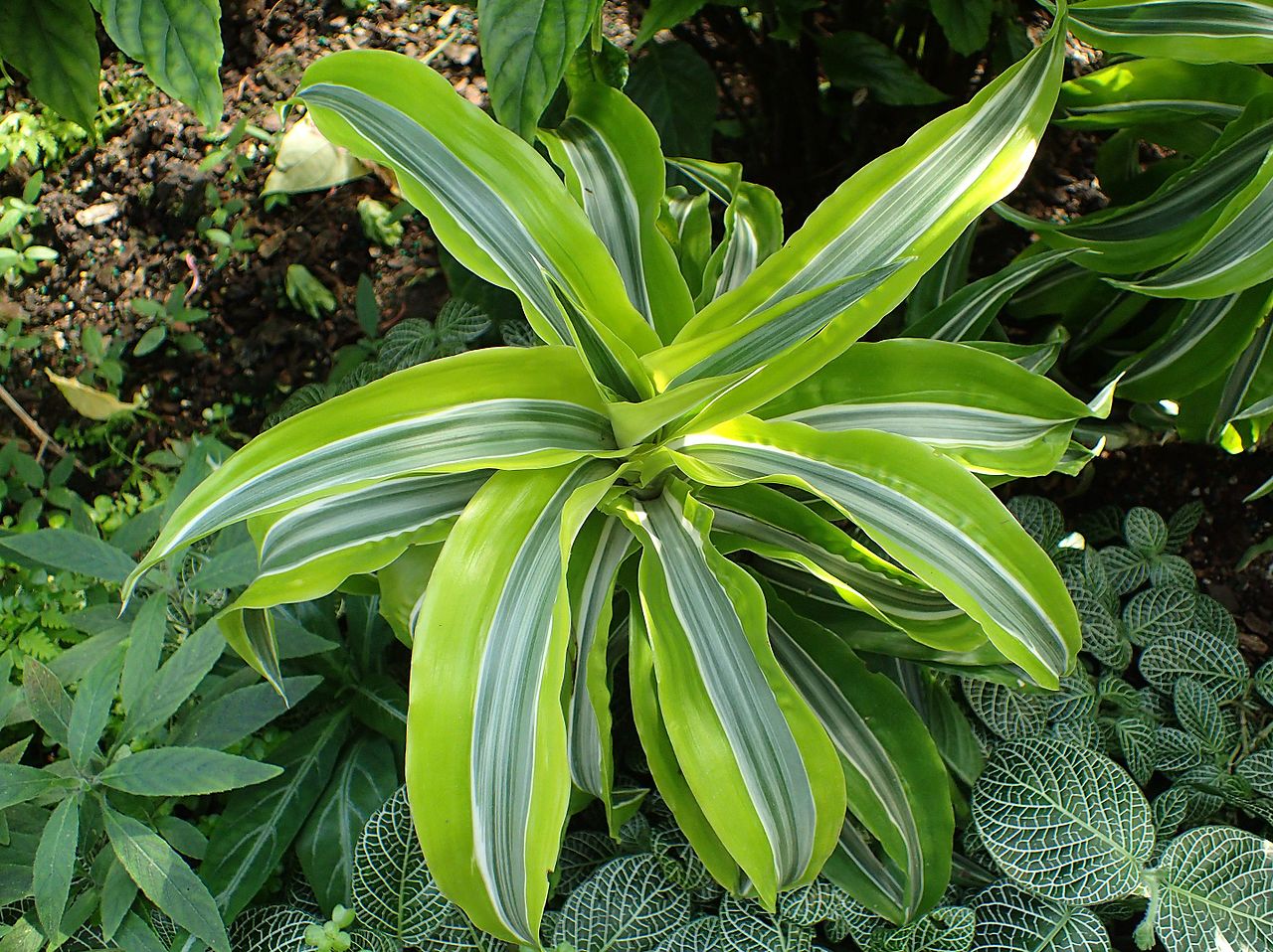 Tipos de Dracaena: cuáles hay, luz, riego y toxicidad