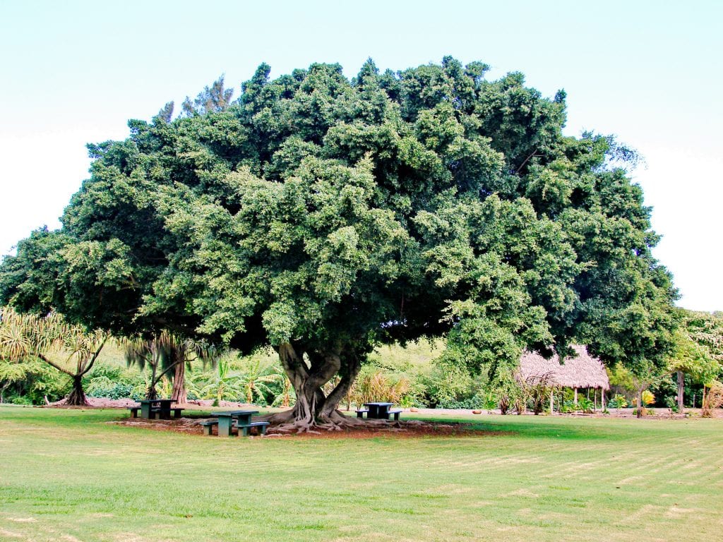 Tipos de Ficus: interior, exterior y raíces en la acera