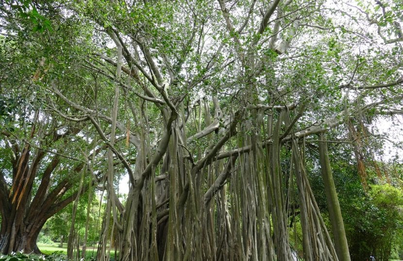 Vista del Ficus benghalensis