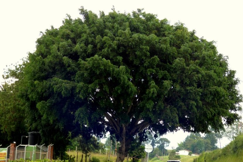 Vista del Ficus benjamina adulto en un parque