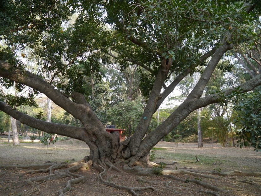 Vista del Ficus elastica