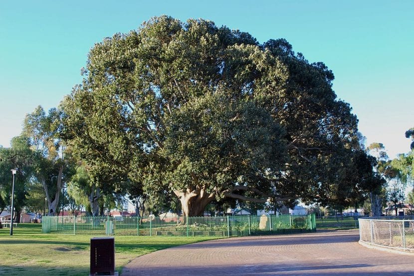 Vista del Ficus macrophylla adulto