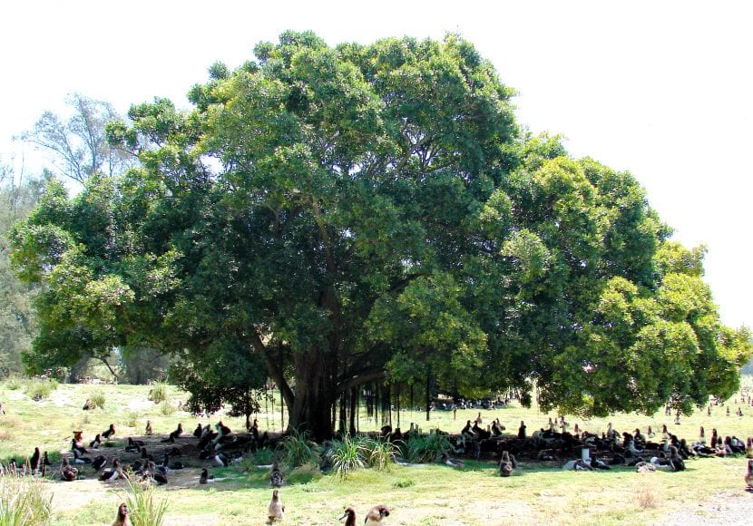 Ficus microcarpa en un parque