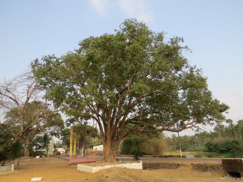 Vista del Ficus religiosa joven