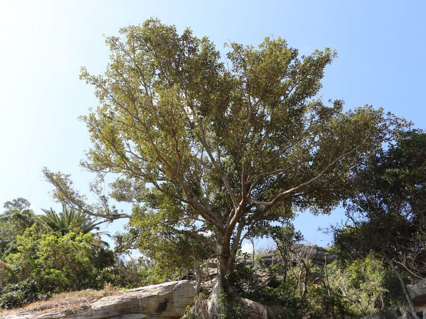 Ficus rubiginosa en un jardín grande