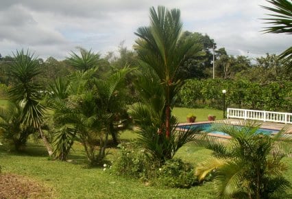 Tipos de palmeras: resistencia al frío y picudo rojo