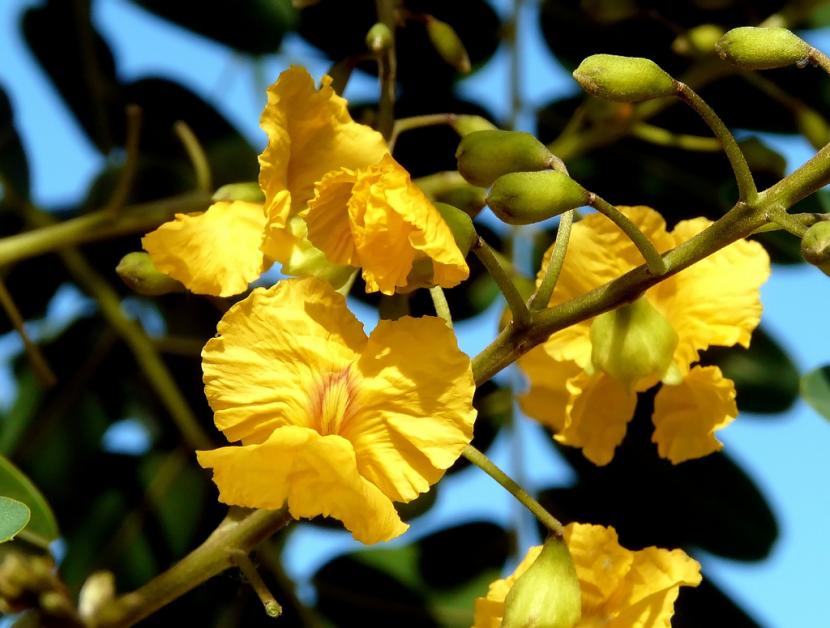 Tipuana tipu: cultivo, melaza de la psila y raíces