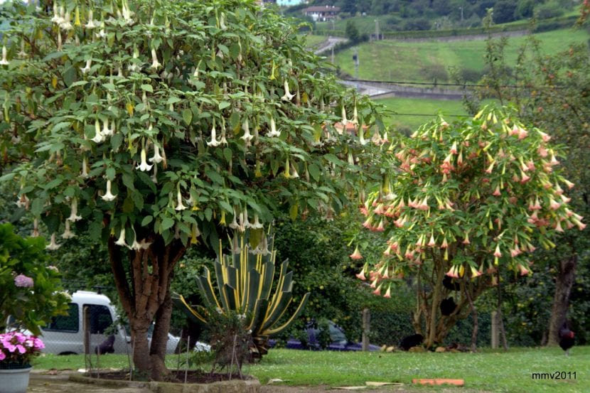 Detalle de las flores colgantes de Brugmansia arborea