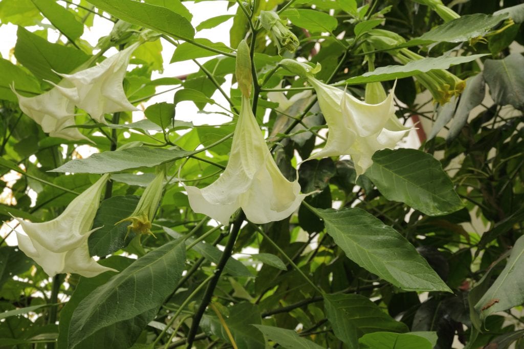 Árbol de las trompetas (Brugmansia): cuidados y toxicidad