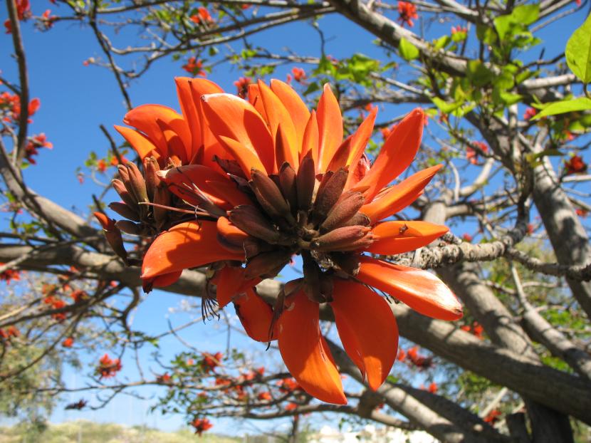 Árbol del coral (Erythrina caffra): cultivo, poda y toxicidad